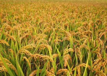 Produksi Padi Nasional Alami Peningkatan yang Signifikan