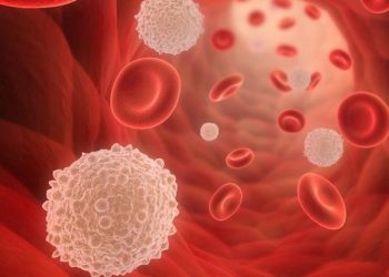 Perbedaan Sel Darah Merah dan Sel Darah Putih