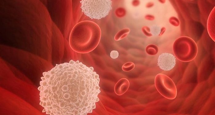 Perbedaan Sel Darah Merah dan Sel Darah Putih