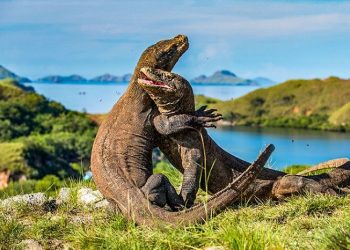 Menurut Time Out, Taman Nasional Komodo NTT Jadi Tempat Terindah di Dunia Tahun 2025