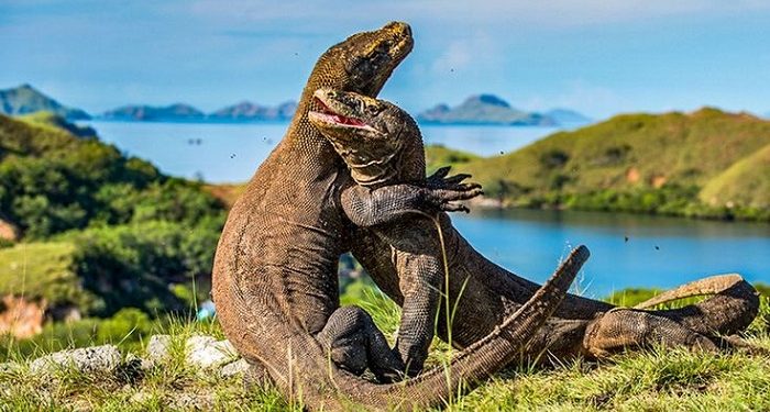 Menurut Time Out, Taman Nasional Komodo NTT Jadi Tempat Terindah di Dunia Tahun 2025