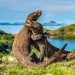 Menurut Time Out, Taman Nasional Komodo NTT Jadi Tempat Terindah di Dunia Tahun 2025