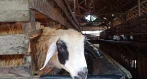 Dompet Dhuafa Farm, Sentra Ternak Lampung Pringsewu Targetkan 15 Ribu Distribusi Daging Kurban