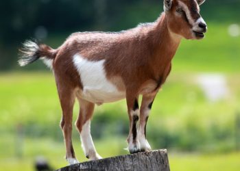 Hukum Non Muslim Menerima Daging Qurban