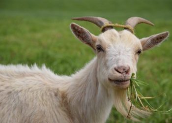 Hukum Qurban Atas Nama yang Sudah Wafat