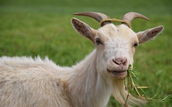 Hukum Qurban Atas Nama yang Sudah Wafat