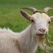 Hukum Qurban Atas Nama yang Sudah Wafat