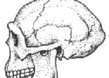 Universitas Leiden Bersama Tim Indonesia Ungkap Homo Erectus yang Hidup di Indonesia