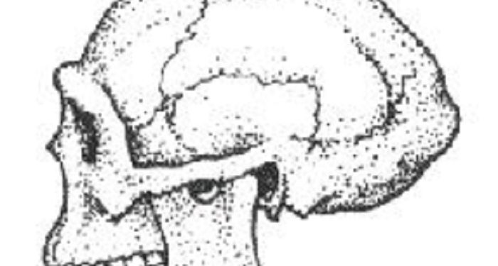 Universitas Leiden Bersama Tim Indonesia Ungkap Homo Erectus yang Hidup di Indonesia