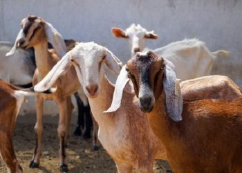 Cara Memilih Hewan Kurban yang Sehat dan Aman