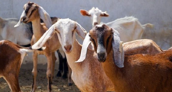 Cara Memilih Hewan Kurban yang Sehat dan Aman