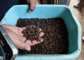 Percepat Panen Ternak, Maggot Miliki Kandungan 80 Persen Protein