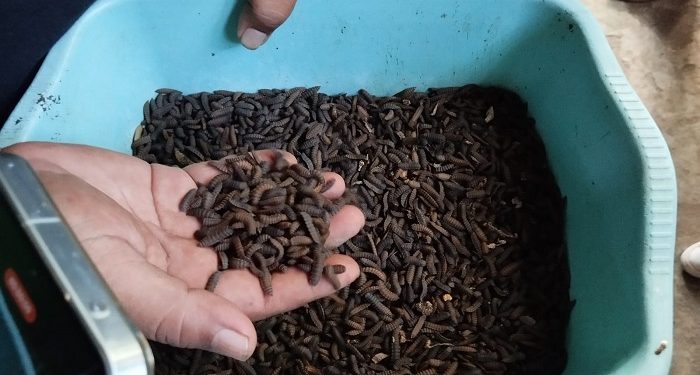 Percepat Panen Ternak, Maggot Miliki Kandungan 80 Persen Protein
