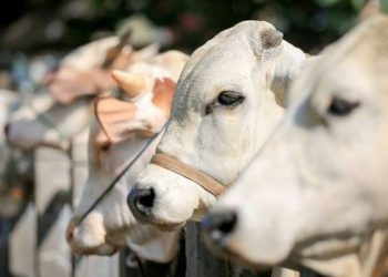 Hukum Pendistribusian Qurban dalam Keadaan Matang