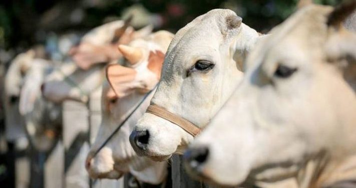 Hukum Pendistribusian Qurban dalam Keadaan Matang