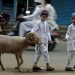 Hukum Niat Qurban Sekaligus Aqiqah