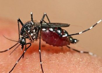 Kasus DBD di Indonesia Masih Tinggi Hingga saat Ini