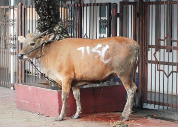 Potret Kurban Bersama Jakarta Islamic School