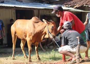 985 Sapi Kurban Disebarkan ke Seluruh Penjuru Tanah Air