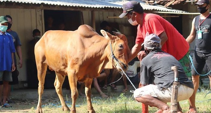 985 Sapi Kurban Disebarkan ke Seluruh Penjuru Tanah Air