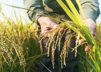 Metode Speed Breeding untuk Maksimalkan Proses Pemuliaan Tanaman Buah