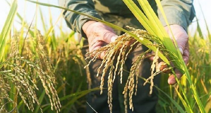 Metode Speed Breeding untuk Maksimalkan Proses Pemuliaan Tanaman Buah