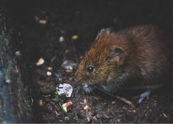 Kemenkes Lapor Infeksi Virus Hanta di Indonesia