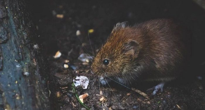 Kemenkes Lapor Infeksi Virus Hanta di Indonesia