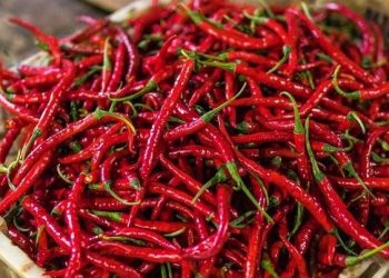 Manfaat Konsumsi Cabai Secara Rutin