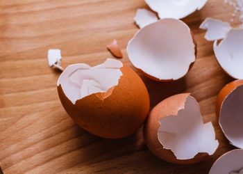 Viral, Cangkang Telur Bisa Hasilkan Jutaan Rupiah Simak Penjelasannya Berikut