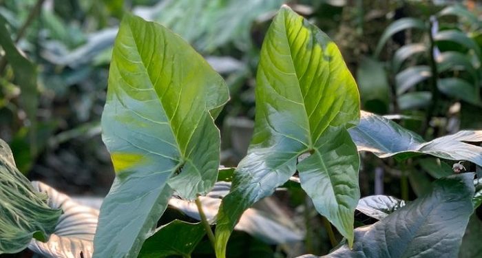 Tim Peneliti ITB dan BRIN Ungkap Enam Spesies Baru Tumbuhan Endemik Indonesia