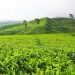Itinerary ke Pegunungan untuk Budget 500 Ribu