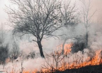 Nitya Ade Santi, Doktor Muda IPB Ciptakan Metode Deteksi Dampak Karhutla yang Lebih Akurat