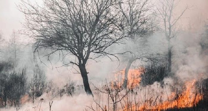 Nitya Ade Santi, Doktor Muda IPB Ciptakan Metode Deteksi Dampak Karhutla yang Lebih Akurat