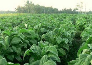 Organisasi Jepang Tanam 1000 Bibit Bakau di Pesisir Tangerang