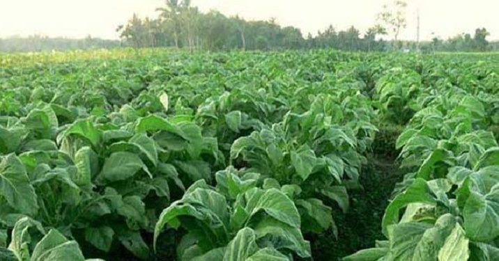 Organisasi Jepang Tanam 1000 Bibit Bakau di Pesisir Tangerang