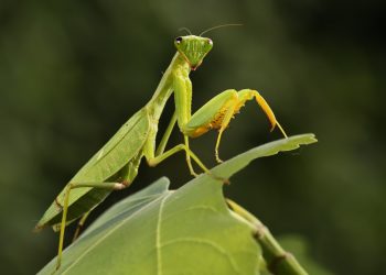 Tidak Seperti yang Terlihat