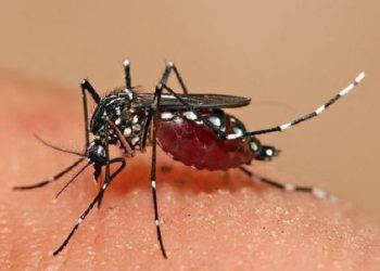 WHO Peringatkan Virus Chikungunya bisa Menyebar Secara Global