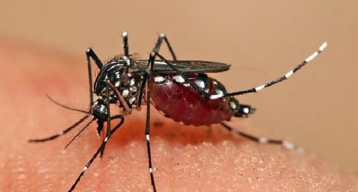 WHO Peringatkan Virus Chikungunya bisa Menyebar Secara Global