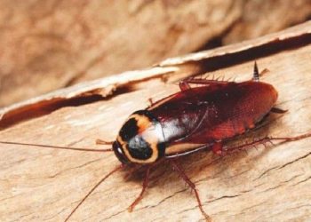 Dosen UGM Ungkap Bahaya Bunuh Kecoa hingga Hancur