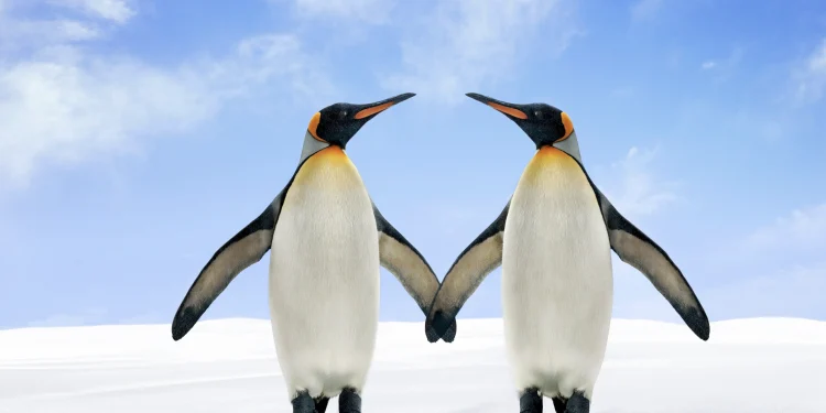Belajar dari Kesetiaan Penguin