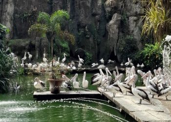 46.467 Wisatawan Mengunjungi Ragunan saat Libur HUT RI ke-80