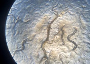 Tim Peneliti UB Temukan Lima Spesies Cacing Baru