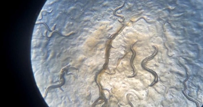 Tim Peneliti UB Temukan Lima Spesies Cacing Baru