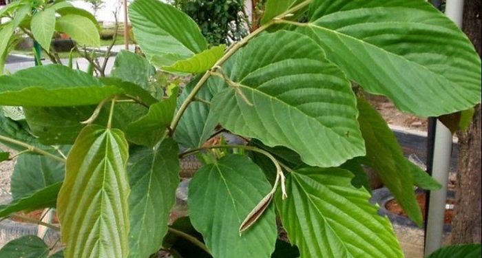 Professor UNAIR Temukan Zat Anti Kanker dalam Daun Apa-Apa