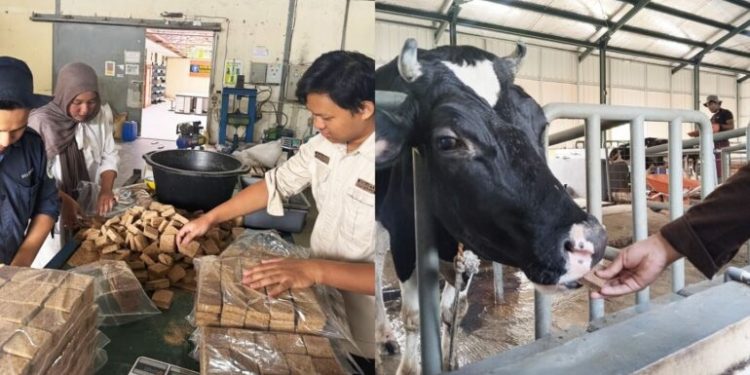Mahasiswa IPB Buat Wafer Pakan Inovasi untuk Tingkatkan Produksi dan Kualitas Susu Sapi Perah