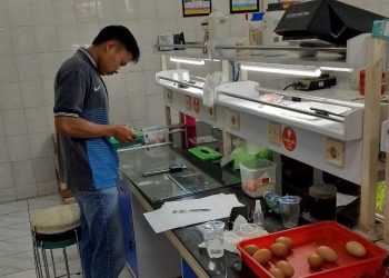 Mahasiswa UMM Ciptakan Lapisan Pelindung Telur dari Limbah Daun Mangga