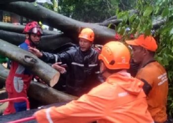 Seorang Pengendara Tewas Akibat Tertimpa Pohon Tumbang di Jaksel