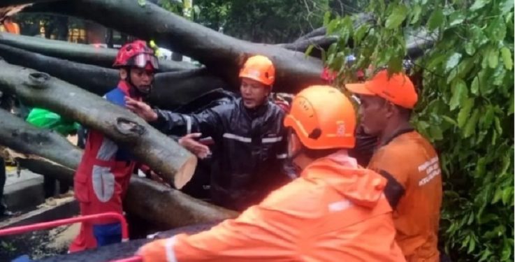 Seorang Pengendara Tewas Akibat Tertimpa Pohon Tumbang di Jaksel