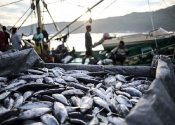 Produk Perikanan Indonesia Lolos Standar Pasar Arab Saudi